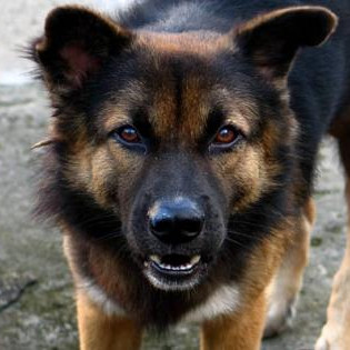 Boze hond
